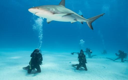 Sualtında İyi Bir Fotoğraf İçin Ne Kadar Derine Dalmalı?