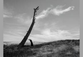 Yves Rocher Vakfı ve Murathan Özbek'ten “Yanıbaşında” Ağaçlarla Kurulan Bir Dostluk Hikayesi