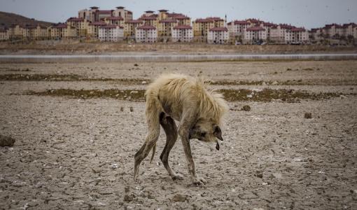 Yılın Basın Fotoğrafları 2020 Sonuçları Açıklandı