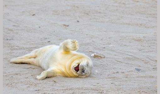 Nikon, 2024 The Comedy Wildlife Awards İçin Dünyanın En Eğlenceli Karelerini Yayınladı